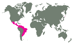 amerika_kondorkral.gif